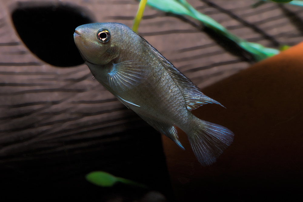 Hypsophrys nematopus, formerly Neetroplus nematopus; Photographed by Mo Devlin